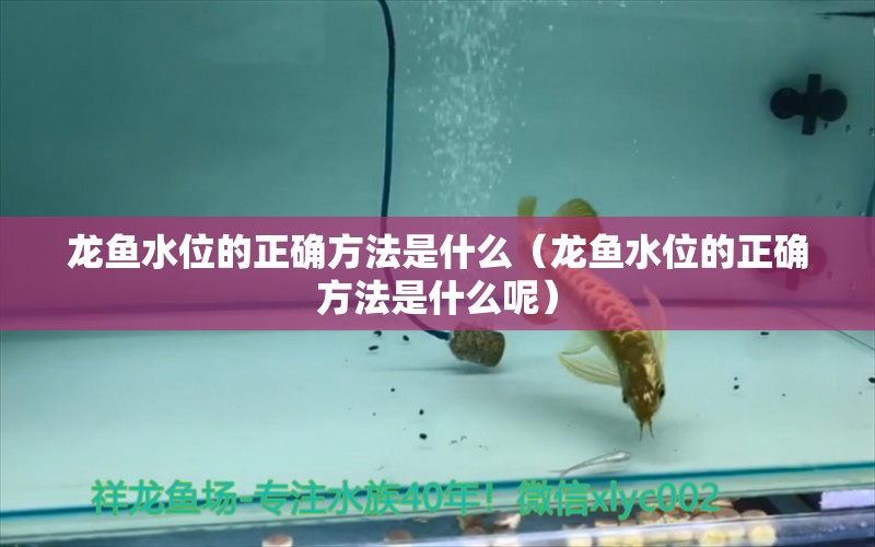 龍魚水位的正確方法是什么（龍魚水位的正確方法是什么呢）