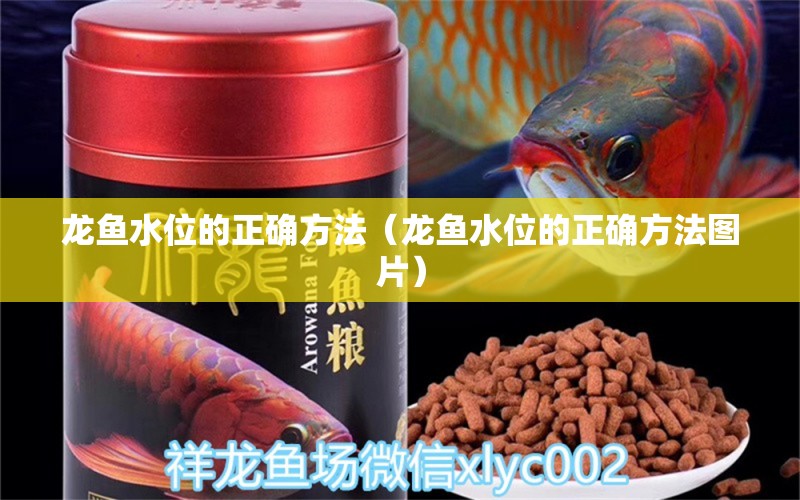 龍魚水位的正確方法（龍魚水位的正確方法圖片）