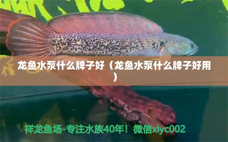 龍魚(yú)水泵什么牌子好（龍魚(yú)水泵什么牌子好用）