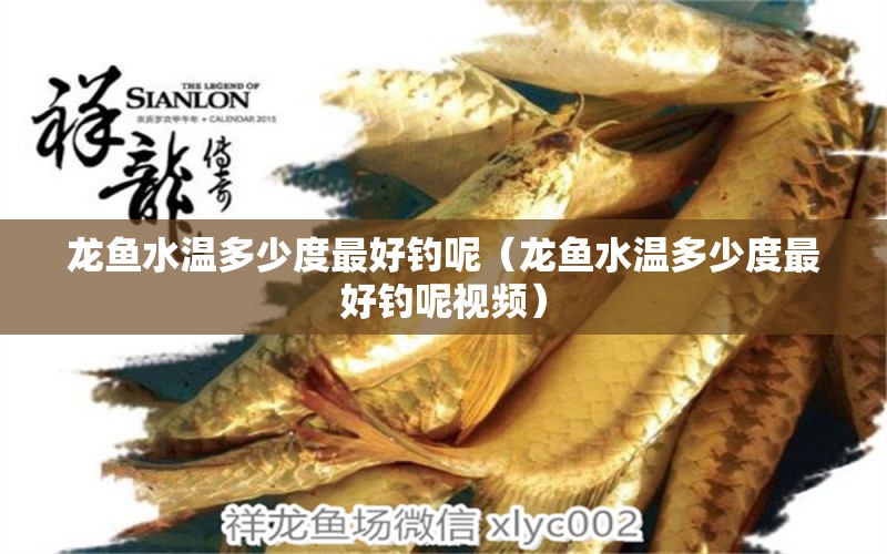 龍魚水溫多少度最好釣?zāi)兀堲~水溫多少度最好釣?zāi)匾曨l） 垂釣樂園