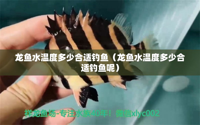 龍魚(yú)水溫度多少合適釣魚(yú)（龍魚(yú)水溫度多少合適釣魚(yú)呢）