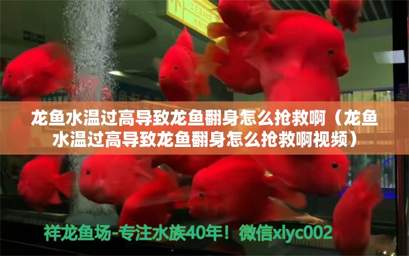 龍魚水溫過高導(dǎo)致龍魚翻身怎么搶救?。堲~水溫過高導(dǎo)致龍魚翻身怎么搶救啊視頻）