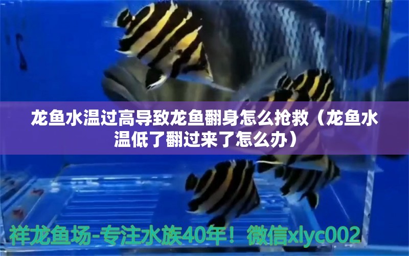 龍魚水溫過高導(dǎo)致龍魚翻身怎么搶救（龍魚水溫低了翻過來了怎么辦）