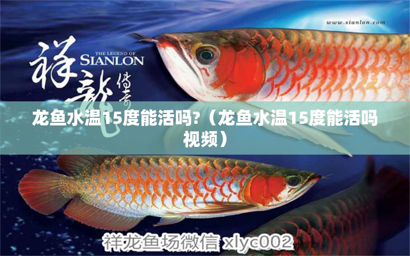 龍魚水溫15度能活嗎?（龍魚水溫15度能活嗎視頻） 印尼虎苗