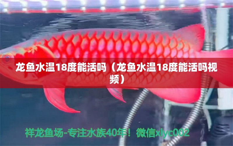 龍魚水溫18度能活嗎（龍魚水溫18度能活嗎視頻）