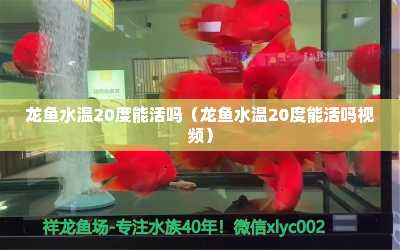 龍魚水溫20度能活嗎（龍魚水溫20度能活嗎視頻）