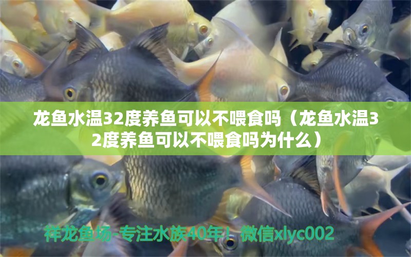 龍魚水溫32度養(yǎng)魚可以不喂食嗎（龍魚水溫32度養(yǎng)魚可以不喂食嗎為什么） 廣州龍魚批發(fā)市場(chǎng)