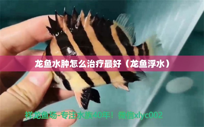 龍魚水腫怎么治療最好（龍魚浮水）