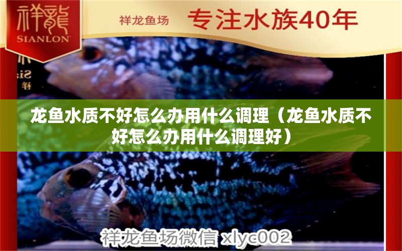 龍魚水質(zhì)不好怎么辦用什么調(diào)理（龍魚水質(zhì)不好怎么辦用什么調(diào)理好）