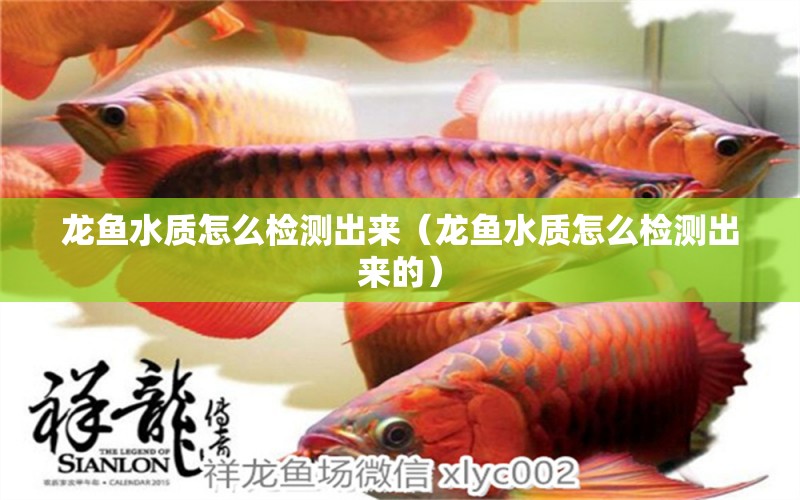 龍魚水質(zhì)怎么檢測(cè)出來(lái)（龍魚水質(zhì)怎么檢測(cè)出來(lái)的） 泰龐海蓮魚