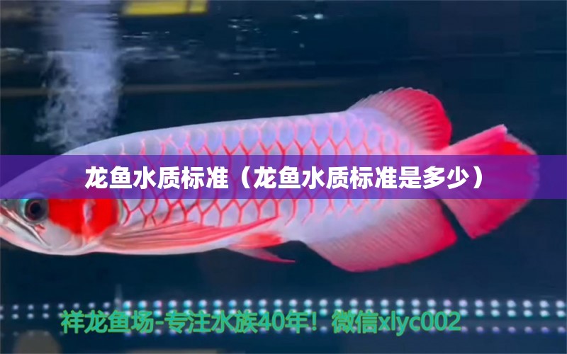 龍魚水質標準（龍魚水質標準是多少）