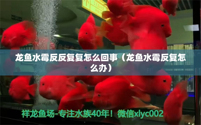 龍魚水霉反反復(fù)復(fù)怎么回事（龍魚水霉反復(fù)怎么辦） 龍魚疾病與治療