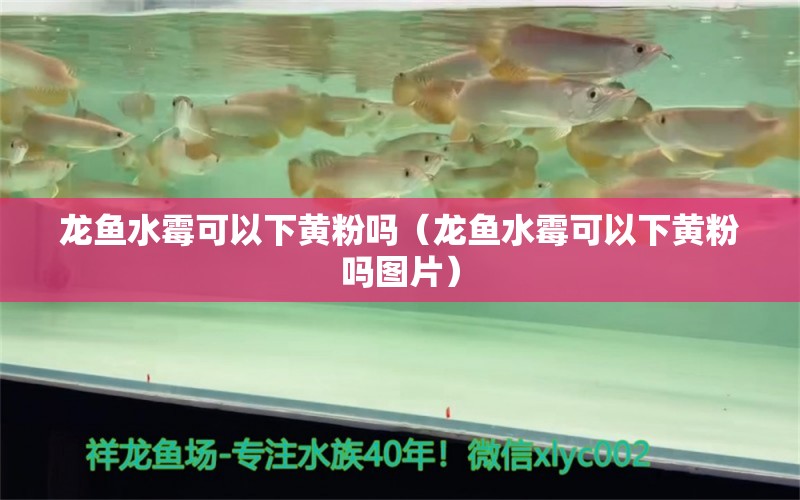 龍魚水霉可以下黃粉嗎（龍魚水霉可以下黃粉嗎圖片） 廣州龍魚批發(fā)市場