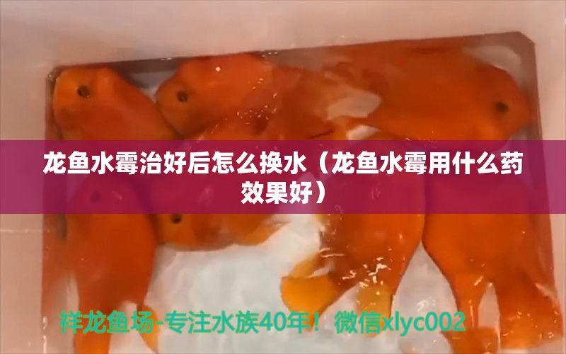 龍魚水霉治好后怎么換水（龍魚水霉用什么藥效果好）