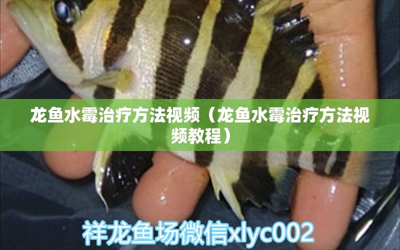 龍魚(yú)水霉治療方法視頻（龍魚(yú)水霉治療方法視頻教程）