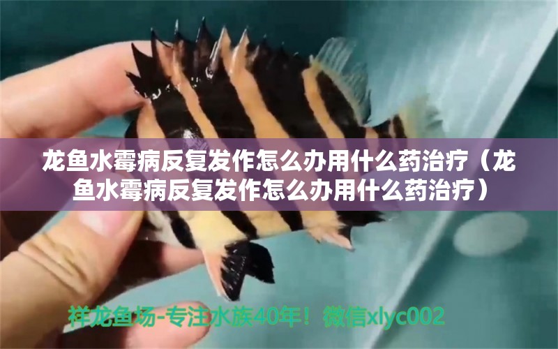 龍魚水霉病反復(fù)發(fā)作怎么辦用什么藥治療（龍魚水霉病反復(fù)發(fā)作怎么辦用什么藥治療） 龍魚疾病與治療