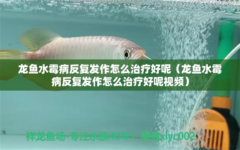 龍魚水霉病反復發(fā)作怎么治療好呢（龍魚水霉病反復發(fā)作怎么治療好呢視頻） 龍魚疾病與治療