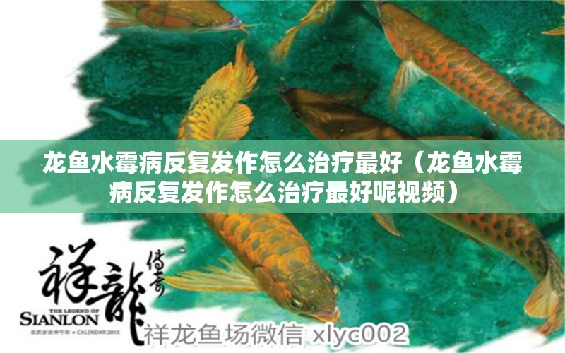 龍魚水霉病反復發(fā)作怎么治療最好（龍魚水霉病反復發(fā)作怎么治療最好呢視頻） 龍魚疾病與治療