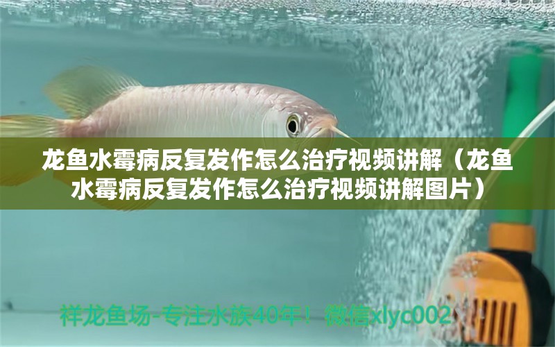 龍魚水霉病反復(fù)發(fā)作怎么治療視頻講解（龍魚水霉病反復(fù)發(fā)作怎么治療視頻講解圖片） 龍魚疾病與治療