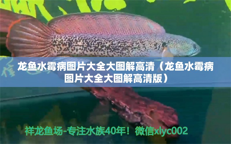 龍魚水霉病圖片大全大圖解高清（龍魚水霉病圖片大全大圖解高清版） 龍魚疾病與治療