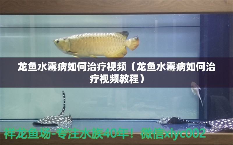 龍魚水霉病如何治療視頻（龍魚水霉病如何治療視頻教程）