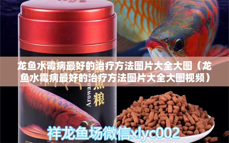 龍魚水霉病最好的治療方法圖片大全大圖（龍魚水霉病最好的治療方法圖片大全大圖視頻）