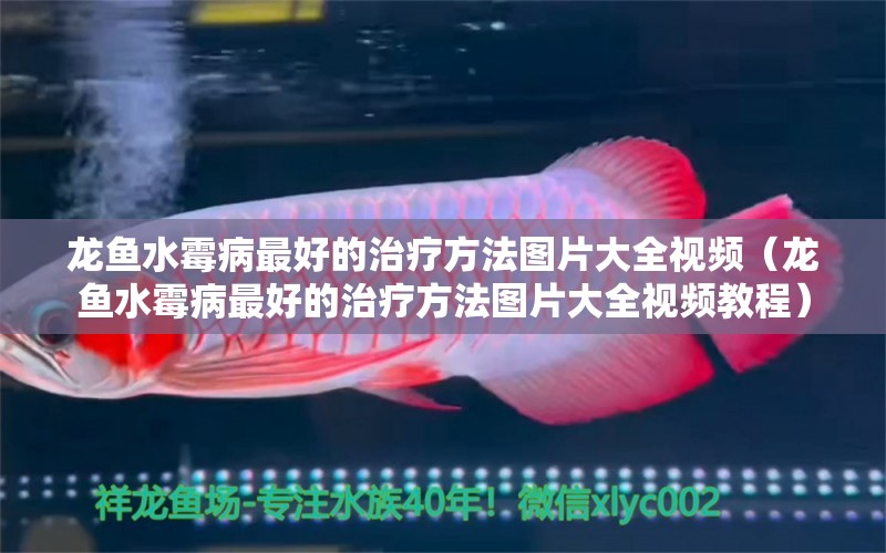 龍魚水霉病最好的治療方法圖片大全視頻（龍魚水霉病最好的治療方法圖片大全視頻教程） 龍魚疾病與治療