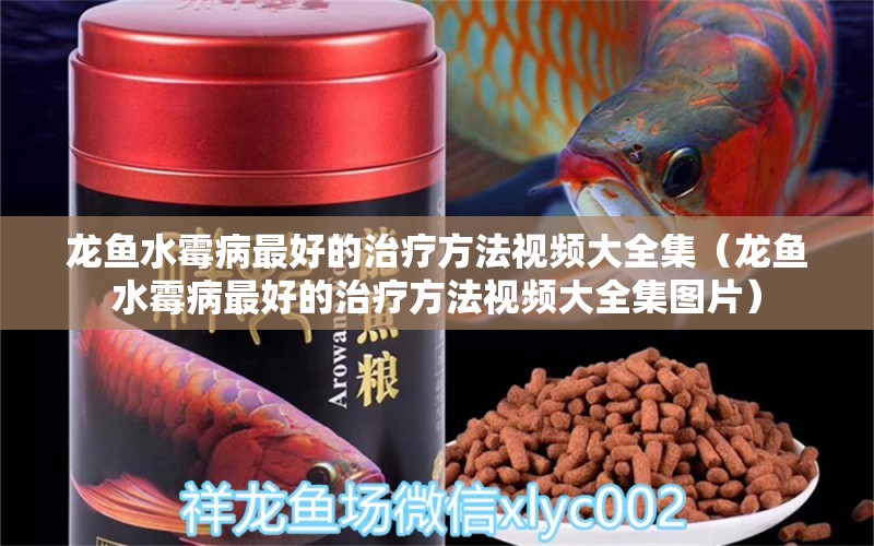 龍魚水霉病最好的治療方法視頻大全集（龍魚水霉病最好的治療方法視頻大全集圖片）