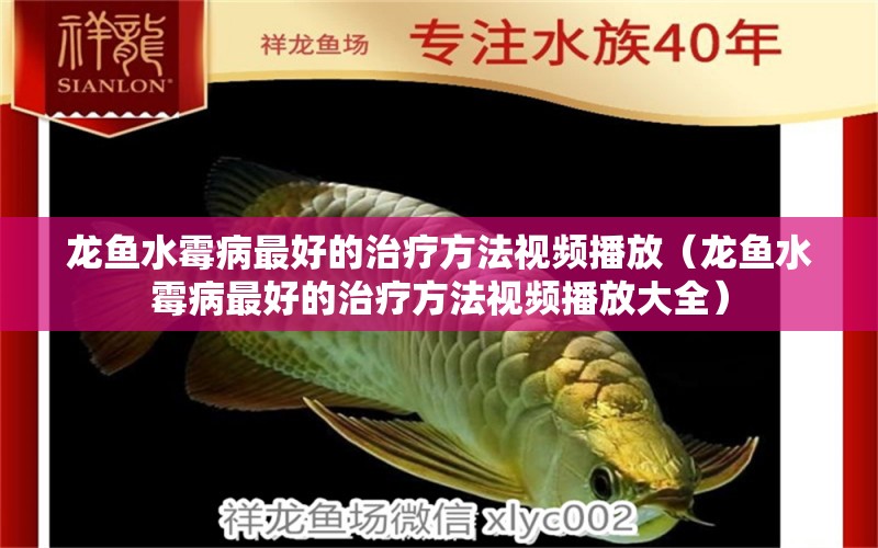 龍魚水霉病最好的治療方法視頻播放（龍魚水霉病最好的治療方法視頻播放大全） 廣州龍魚批發(fā)市場