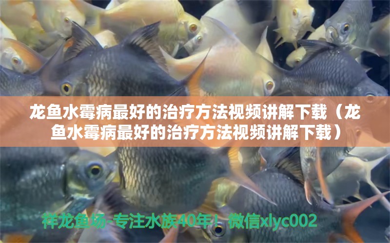 龍魚水霉病最好的治療方法視頻講解下載（龍魚水霉病最好的治療方法視頻講解下載） 龍魚疾病與治療