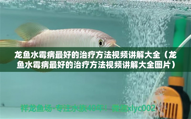 龍魚水霉病最好的治療方法視頻講解大全（龍魚水霉病最好的治療方法視頻講解大全圖片） 龍魚疾病與治療