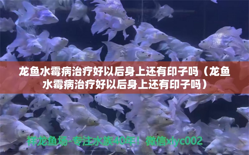 龍魚水霉病治療好以后身上還有印子嗎（龍魚水霉病治療好以后身上還有印子嗎）