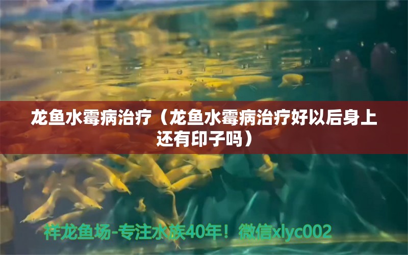 龍魚水霉病治療（龍魚水霉病治療好以后身上還有印子嗎）