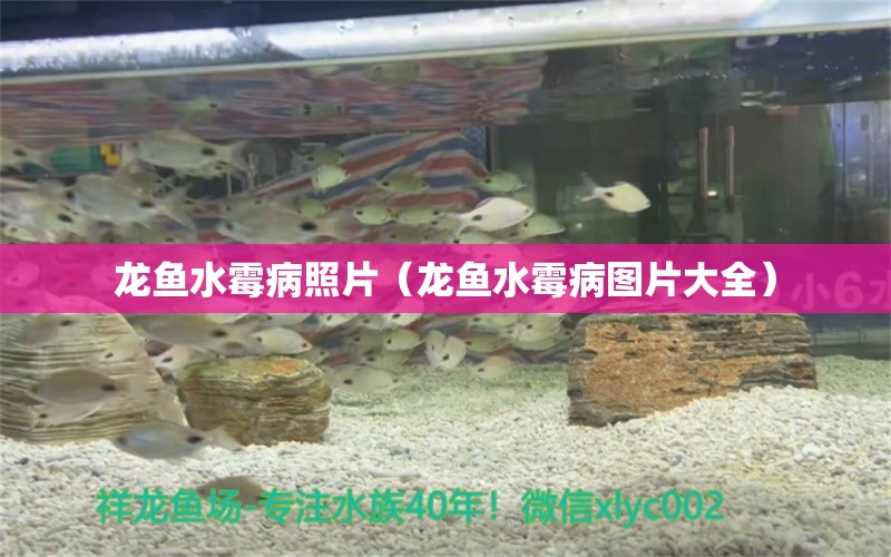 龍魚水霉病照片（龍魚水霉病圖片大全） 龍魚疾病與治療