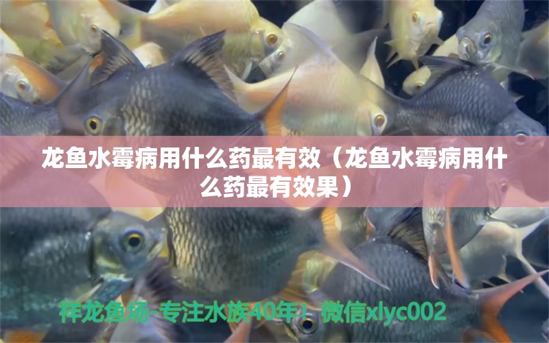 龍魚水霉病用什么藥最有效（龍魚水霉病用什么藥最有效果）