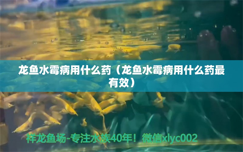 龍魚水霉病用什么藥（龍魚水霉病用什么藥最有效） 龍魚疾病與治療