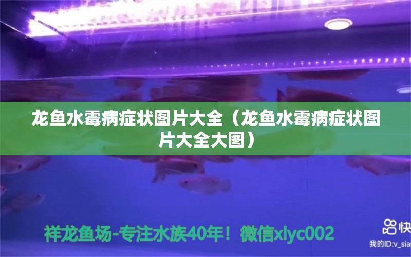 龍魚水霉病癥狀圖片大全（龍魚水霉病癥狀圖片大全大圖） 龍魚疾病與治療