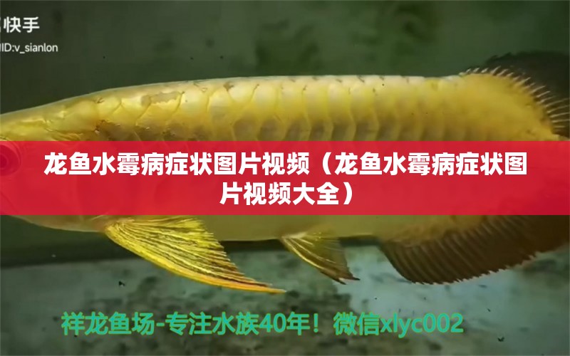 龍魚水霉病癥狀圖片視頻（龍魚水霉病癥狀圖片視頻大全）