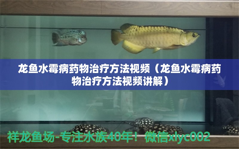 龍魚水霉病藥物治療方法視頻（龍魚水霉病藥物治療方法視頻講解） 龍魚疾病與治療