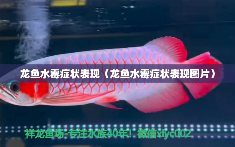 龍魚水霉癥狀表現(xiàn)（龍魚水霉癥狀表現(xiàn)圖片） 龍魚疾病與治療