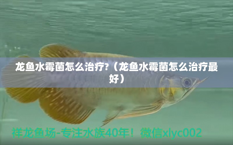 龍魚水霉菌怎么治療?（龍魚水霉菌怎么治療最好） 廣州龍魚批發(fā)市場