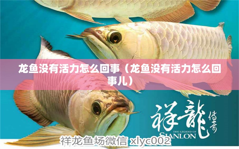 龍魚沒有活力怎么回事（龍魚沒有活力怎么回事兒）