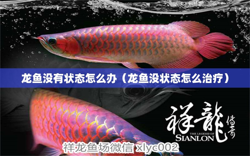 龍魚沒有狀態(tài)怎么辦（龍魚沒狀態(tài)怎么治療）