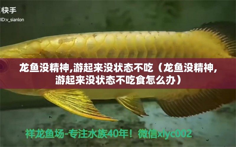 龍魚(yú)沒(méi)精神,游起來(lái)沒(méi)狀態(tài)不吃（龍魚(yú)沒(méi)精神,游起來(lái)沒(méi)狀態(tài)不吃食怎么辦） 龍魚(yú)疾病與治療