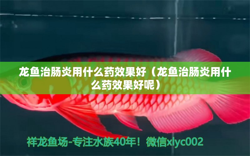 龍魚治腸炎用什么藥效果好（龍魚治腸炎用什么藥效果好呢） 龍魚疾病與治療