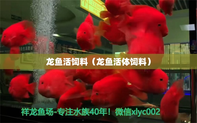 龍魚活飼料（龍魚活體飼料） 廣州龍魚批發(fā)市場