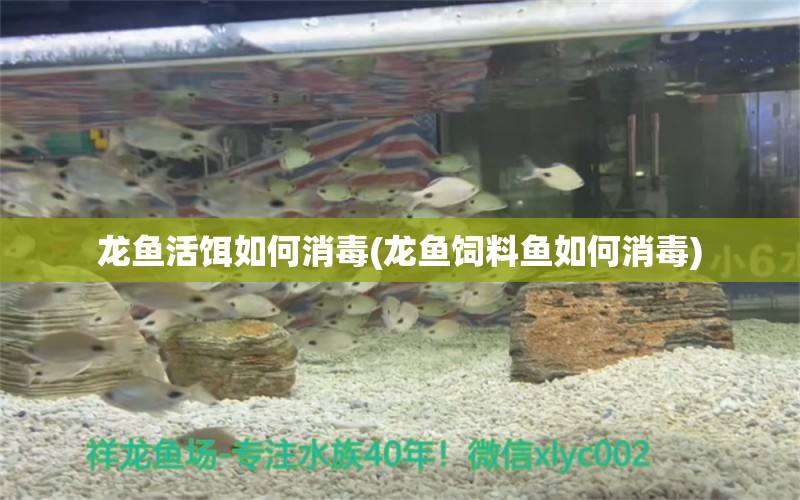 龍魚活餌如何消毒(龍魚飼料魚如何消毒) 短身紅龍魚 第1張