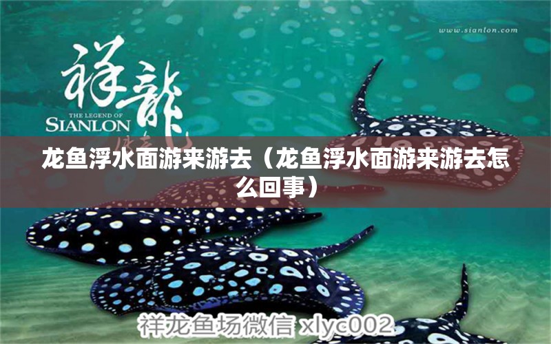 龍魚浮水面游來游去（龍魚浮水面游來游去怎么回事）