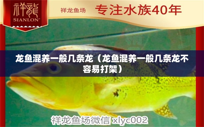 龍魚混養(yǎng)一般幾條龍（龍魚混養(yǎng)一般幾條龍不容易打架）