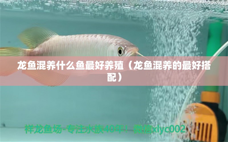 龍魚混養(yǎng)什么魚最好養(yǎng)殖（龍魚混養(yǎng)的最好搭配）